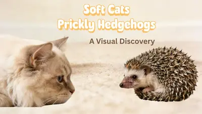 แมวขนปุย เม่นขนแหลม