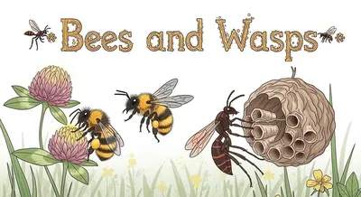 Bees and Wasps