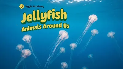 Jellyfish