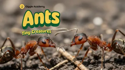 Tiny Creatures: Ants