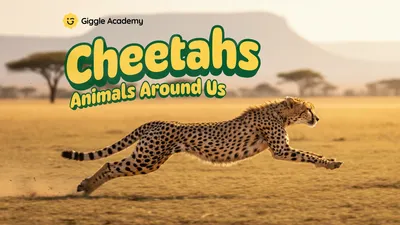 Cheetahs