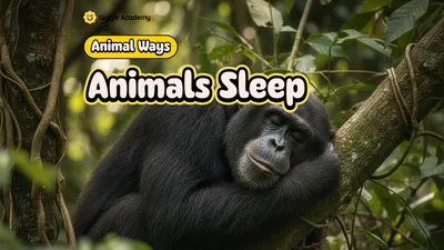 Animals Sleep