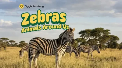 Zebras