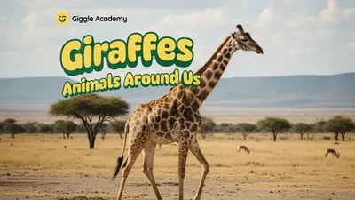 Giraffes