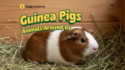 Guinea Pigs