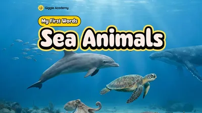 Sea Animals
