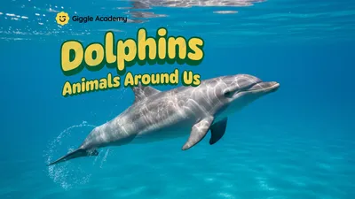 Dolphins