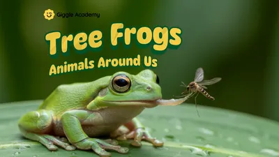 Tree Frogs