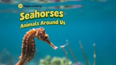 Seahorses