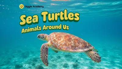 Sea Turtles