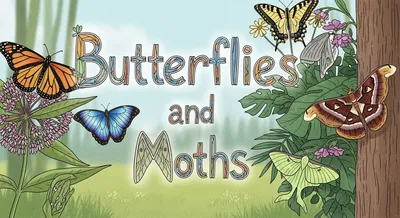 Butterflies and Moths