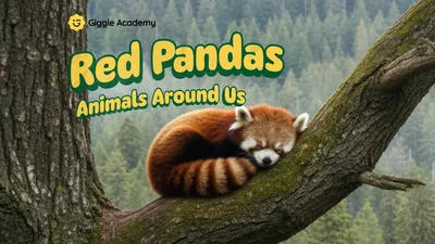 Red Pandas