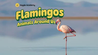 Flamingos