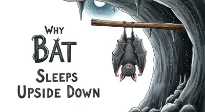 Why Bat Sleeps Upside Down