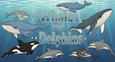 Whales and Dolphins