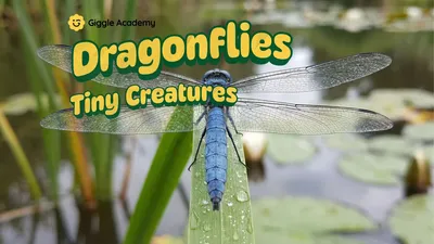 Dragonflies